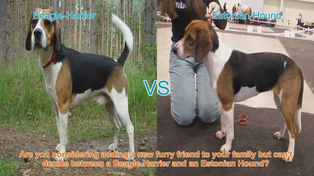 Video thumbnail for Beagle-Harrier vs. Estonian Hound: A Comprehensive Comparison