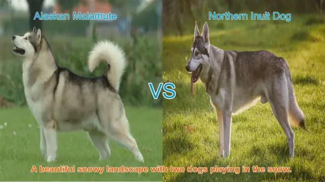 Video thumbnail for Alaskan Malamute VS Northern Inuit Dog