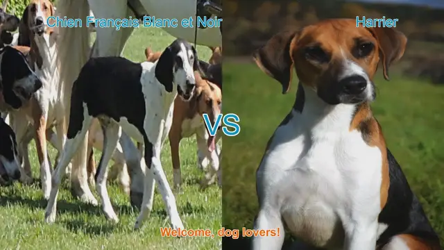 Video thumbnail for Dog Breed Comparison: Chien Français Blanc et Noir vs. Harrier
