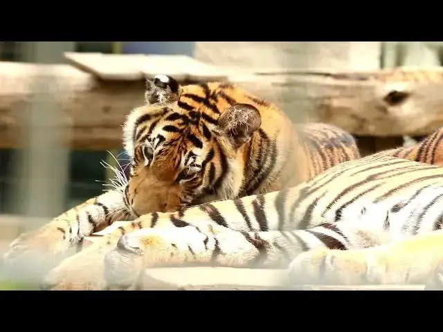 Video thumbnail for How Tigers Are Depicted in Traditional Jewelry?