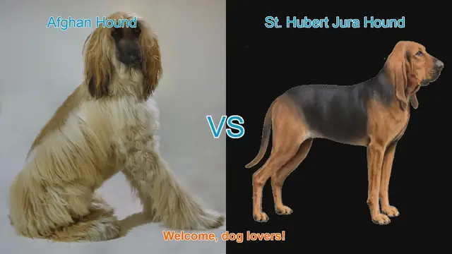 Video thumbnail for Comparing Afghan Hound and St. Hubert Jura Hound: A Comprehensive Guide