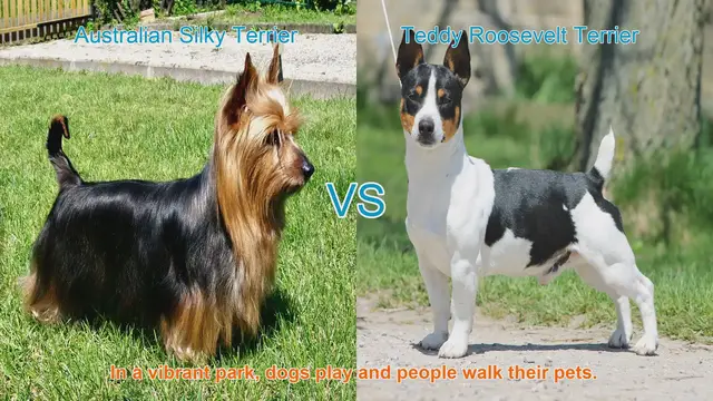 Video thumbnail for Comparing Australian Silky Terrier and Teddy Roosevelt Terrier