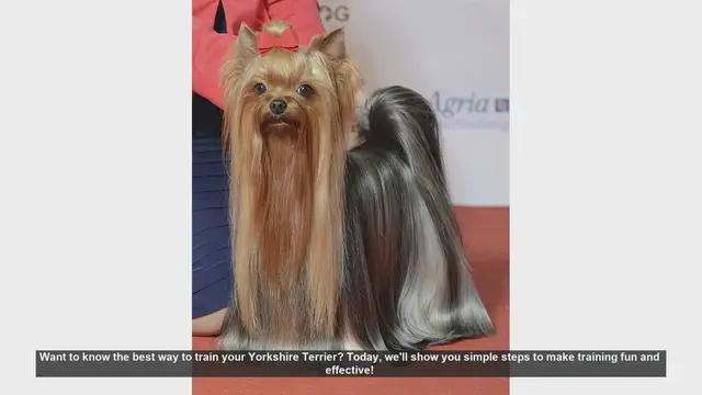 Video thumbnail for Effective and Fun Training Tips for Your Yorkshire Terrier