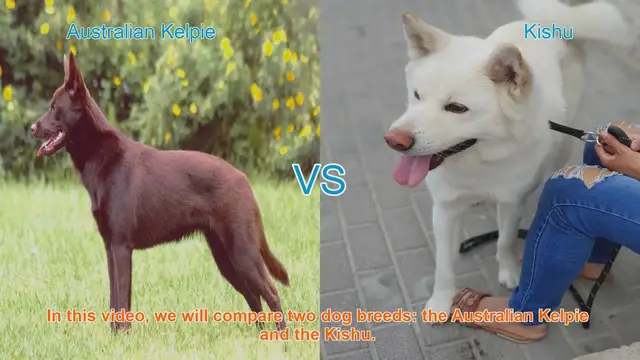 Video thumbnail for Australian Kelpie vs. Kishu: A Comprehensive Breed Comparison