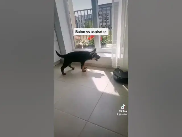 Video thumbnail for dog vs robot pt 3 #dog #gsdpuppy #gsd #germanshepherd #happydog #happy