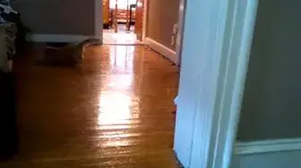 Video thumbnail for Parker Plays Fetch | Parker The Cat