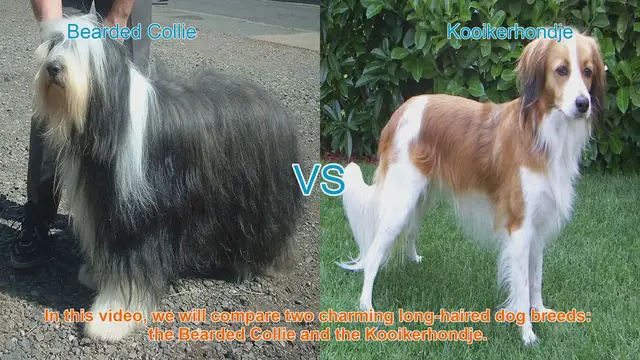 Video thumbnail for Bearded Collie vs. Kooikerhondje: A Comparison of Charming Long-Haired Dog Breeds