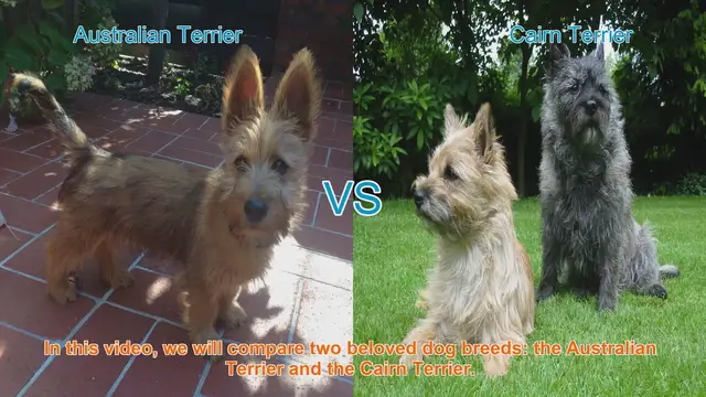 Video thumbnail for Australian Terrier vs. Cairn Terrier: A Breed Comparison
