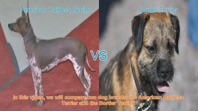 Video thumbnail for American Hairless Terrier vs. Border Terrier: A Breed Comparison
