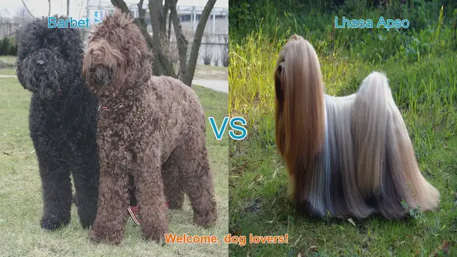Video thumbnail for Barbet vs. Lhasa Apso: A Comparison of Long-Hair Dog Breeds