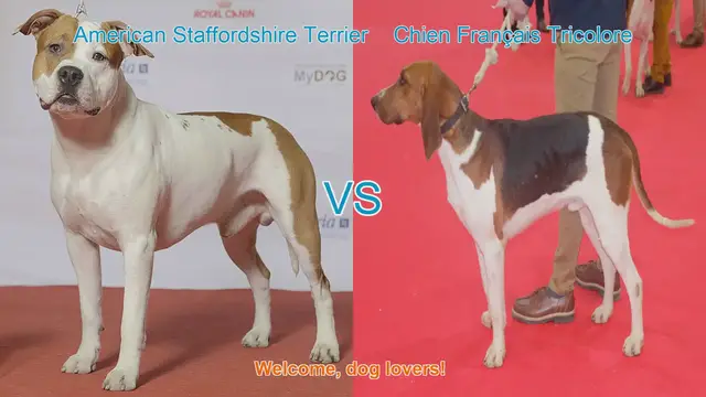 Video thumbnail for American Staffordshire Terrier vs. Chien Français Tricolore: A Breed Comparison