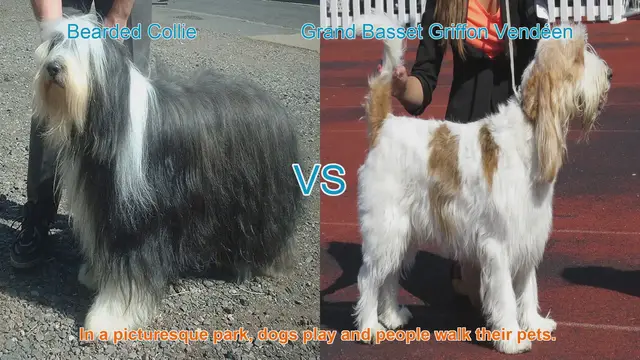 Video thumbnail for Bearded Collie vs. Grand Basset Griffon Vendéen: A Comparison of Two Long-Haired Breeds