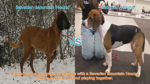 Video thumbnail for Bavarian Mountain Hound vs. Estonian Hound: A Comparative Guide