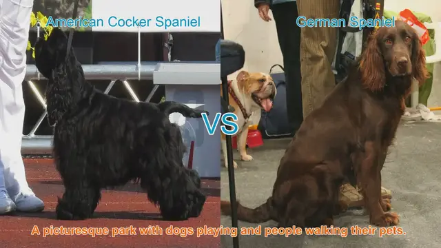 Video thumbnail for American Cocker Spaniel vs. German Spaniel: A Breed Comparison