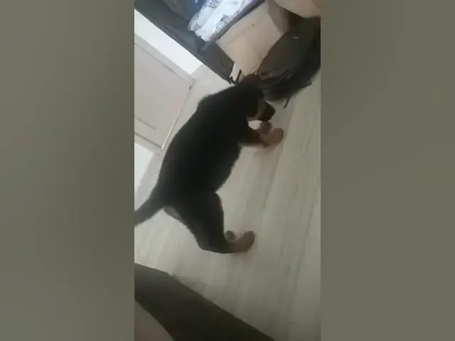 Video thumbnail for dog vs robot #dog #gsdpuppy #gsd #germanshepherd #happydog #happy