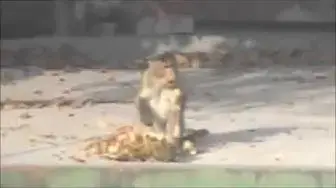 Video thumbnail for Monkey eating jack fruit/ Monkey eating on terrace
