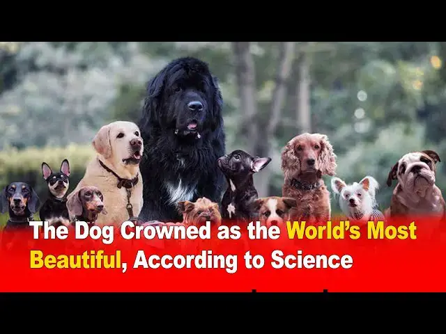 Video thumbnail for The Dog Crowned as the World’s Most Beautiful – According to Science 🐶👑
