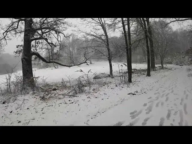 Video thumbnail for Urban Parks: A Relaxing Nature Walk With Birds and Snow in Franklin Park - Boston, MA