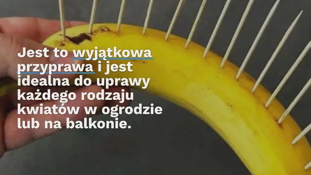 'Video thumbnail for Ta przyprawa będzie bujnie rosnąć każdy kwiat na balkonie lub w ogrodzie'