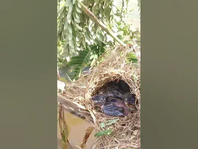 'Video thumbnail for Babies Bird Cries Feed Eat (EP-95)  #birds #nature #birdfeeding #birdwatching'