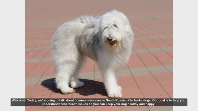 Video thumbnail for Common Health Issues in South Russian Ovcharka Dogs: Prevention and Care