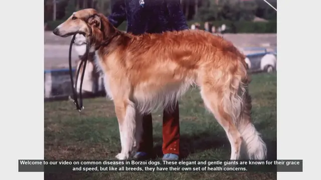 Video thumbnail for Common Health Issues in Borzoi Dogs: What Every Owner Should Know