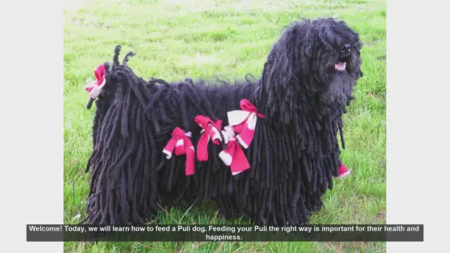 Video thumbnail for How to Properly Feed Your Puli Dog: Tips for a Healthy and Happy Pet