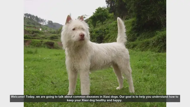 Video thumbnail for Common Health Issues in Xiasi Dogs and How to Prevent Them