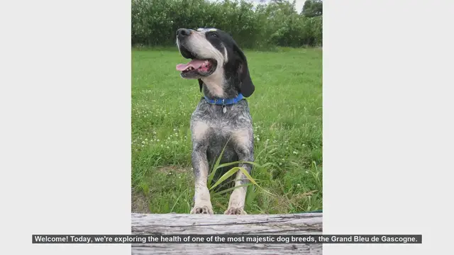 Video thumbnail for Grand Bleu de Gascogne: Common Health Issues and Care Tips