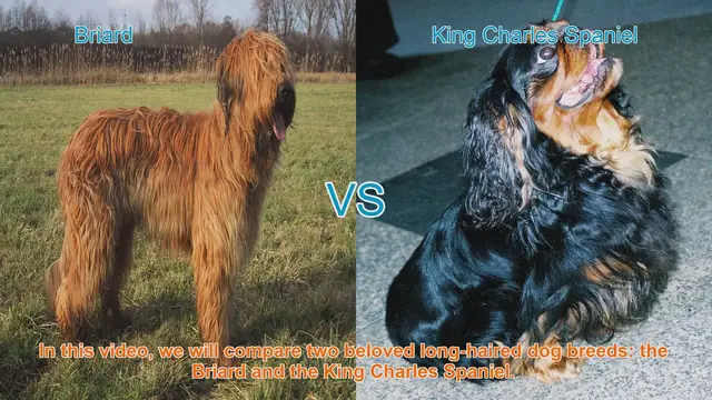 Video thumbnail for Briard vs. King Charles Spaniel: A Comprehensive Comparison