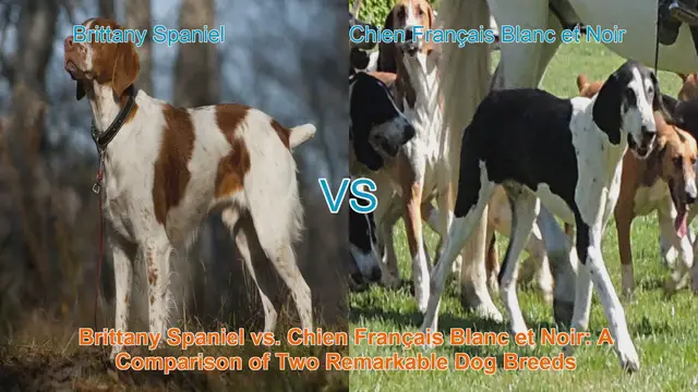 Video thumbnail for Brittany Spaniel vs. Chien Français Blanc et Noir: A Comparison of Two Remarkable Dog Breeds