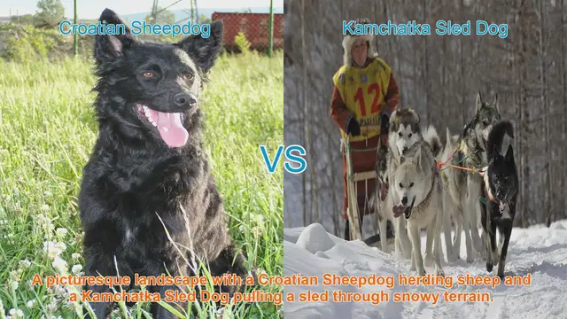 Video thumbnail for Croatian Sheepdog vs. Kamchatka Sled Dog: A Comparative Guide