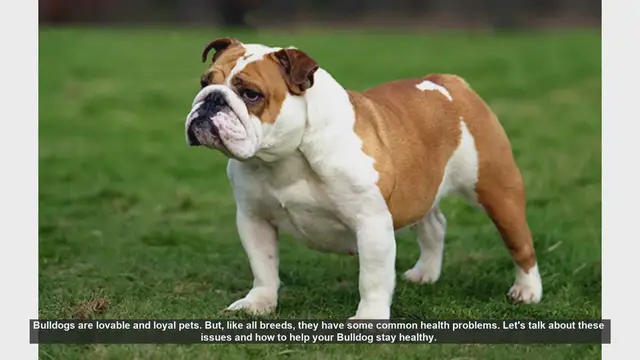Video thumbnail for Caring for Your Bulldog: Common Health Issues and Solutions