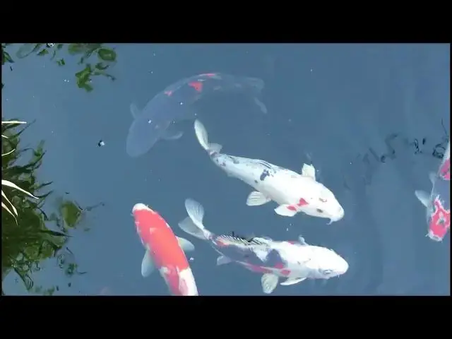 Video thumbnail for Koi Fish Feeding Tips for Maximum Growth