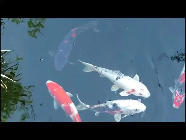 Video thumbnail for How to Set Up a Koi Breeding Tank: Essential Tips for Success