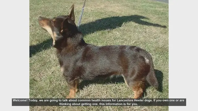 Video thumbnail for Common Health Issues in Lancashire Heeler Dogs