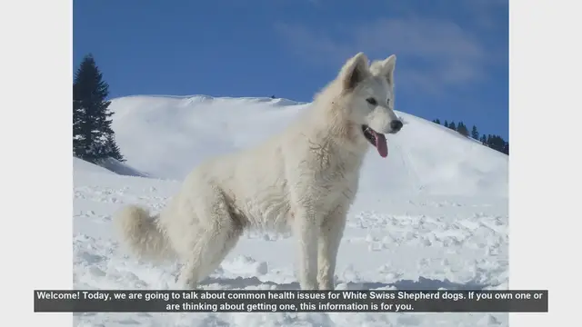 Video thumbnail for Common Health Issues in White Swiss Shepherd Dogs