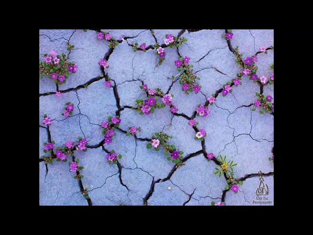 Video thumbnail for 9 photos qui prouvent que la nature a toujours le dernier mot