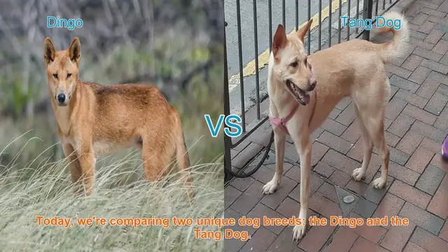 Video thumbnail for Dingo vs. Tang Dog: A Comparative Guide for Dog Lovers
