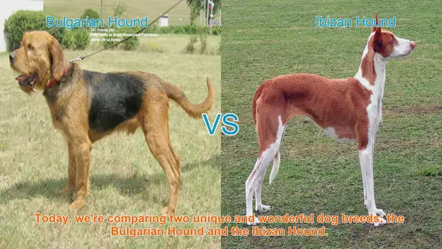 Video thumbnail for Bulgarian Hound vs. Ibizan Hound: A Comparison of Two Unique Dog Breeds