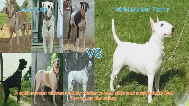 Video thumbnail for Bully Kutta vs. Miniature Bull Terrier: A Comprehensive Comparison