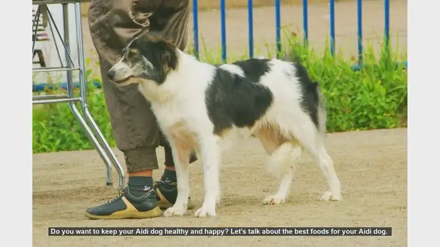 Video thumbnail for Top Foods to Keep Your Aidi Dog Healthy and Happy