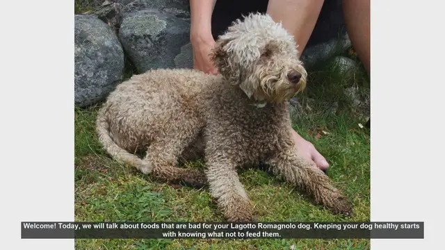 Video thumbnail for Foods to Avoid for Your Lagotto Romagnolo Dog