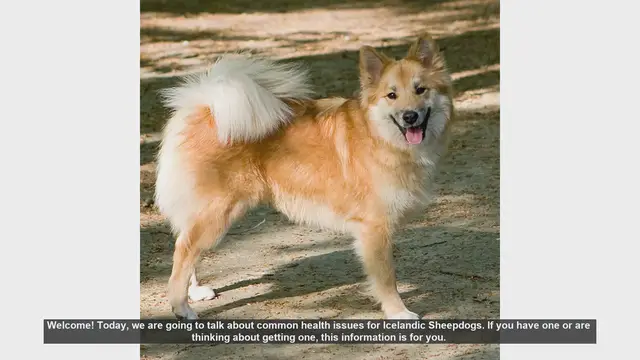 Video thumbnail for Common Health Issues in Icelandic Sheepdogs: What You Need to Know