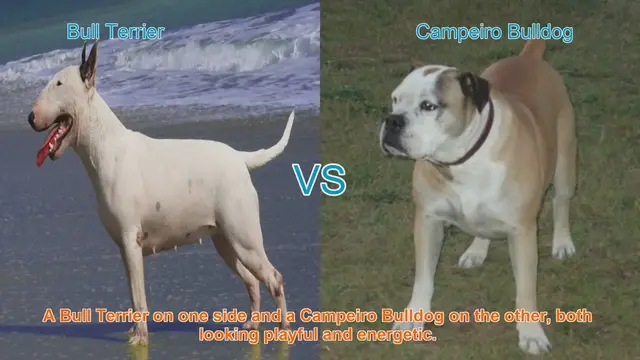 Video thumbnail for Exploring Bull Terrier and Campeiro Bulldog Breeds