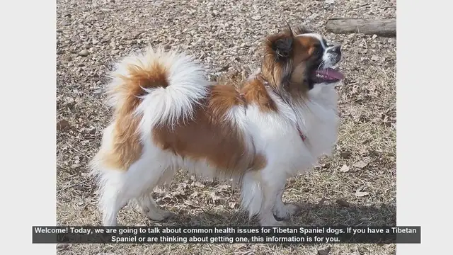 Video thumbnail for Common Health Issues in Tibetan Spaniel Dogs: What You Need to Know