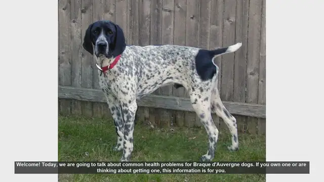 Video thumbnail for Common Health Problems in Braque d'Auvergne Dogs