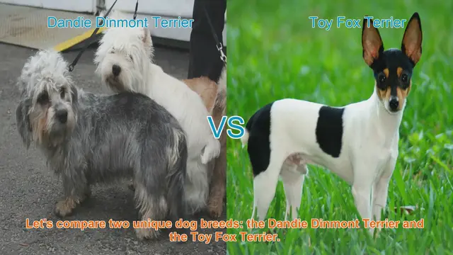 Video thumbnail for Comparing Dandie Dinmont Terrier and Toy Fox Terrier: A Comprehensive Guide