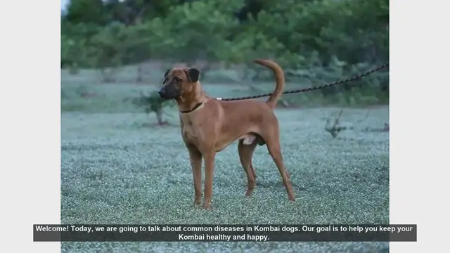 Video thumbnail for Common Health Issues in Kombai Dogs: Prevention and Care Tips