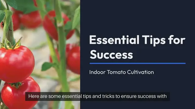 Video thumbnail for How to Grow Indoor Tomatoes Tips and Tricks